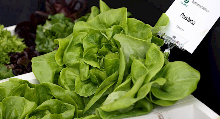 lechuga hidropónica