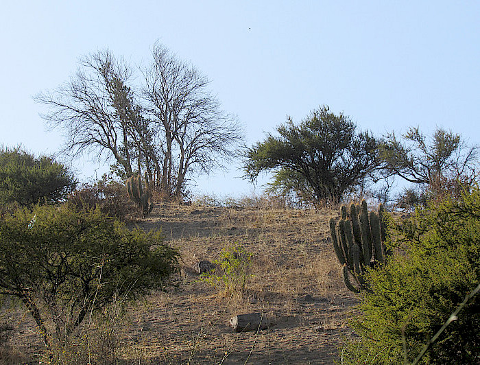árboles y arbustos nativos