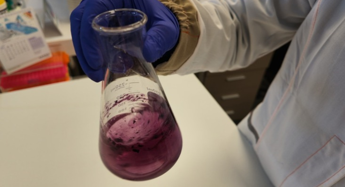 Un tercio de los alimentos producidos en el mundo se pierde: Innovación chilena utiliza IA para darles una segunda vida